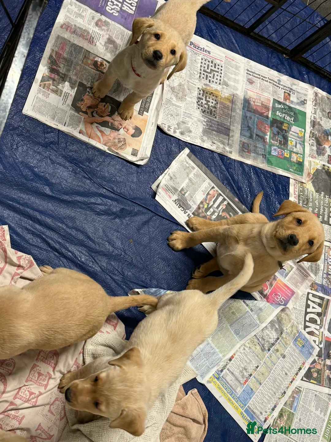 Labrador Retriever dogs for sale: Pure bred labrador puppies - Advert 16