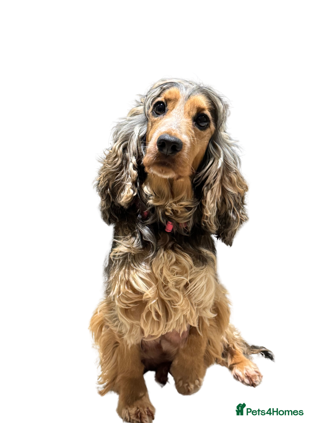 Cocker Spaniel dogs for sale: Showtype Cocker spaniel pups KC registered  - Advert 2