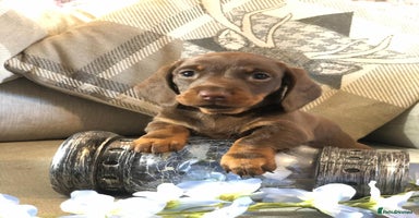 Miniature Dachshund dogs - Advert 8