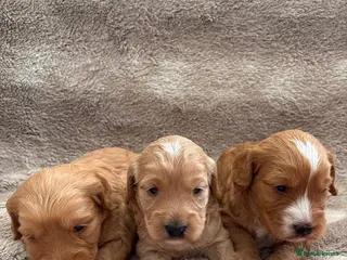 Cockapoo dogs Miniature cockapoo - Advert 1