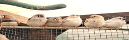Finches birds for sale: Zebra finch - breeding adult and babies - Advert 6