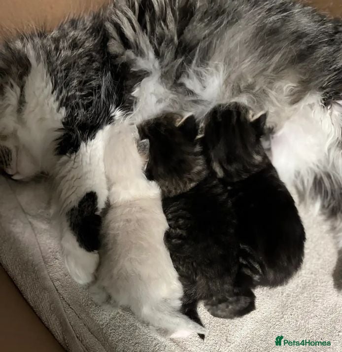 Siberian cats Your Perfect Siberian Forest Kitten Awaits - Advert 4