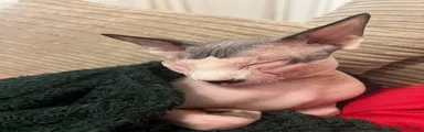 Zues