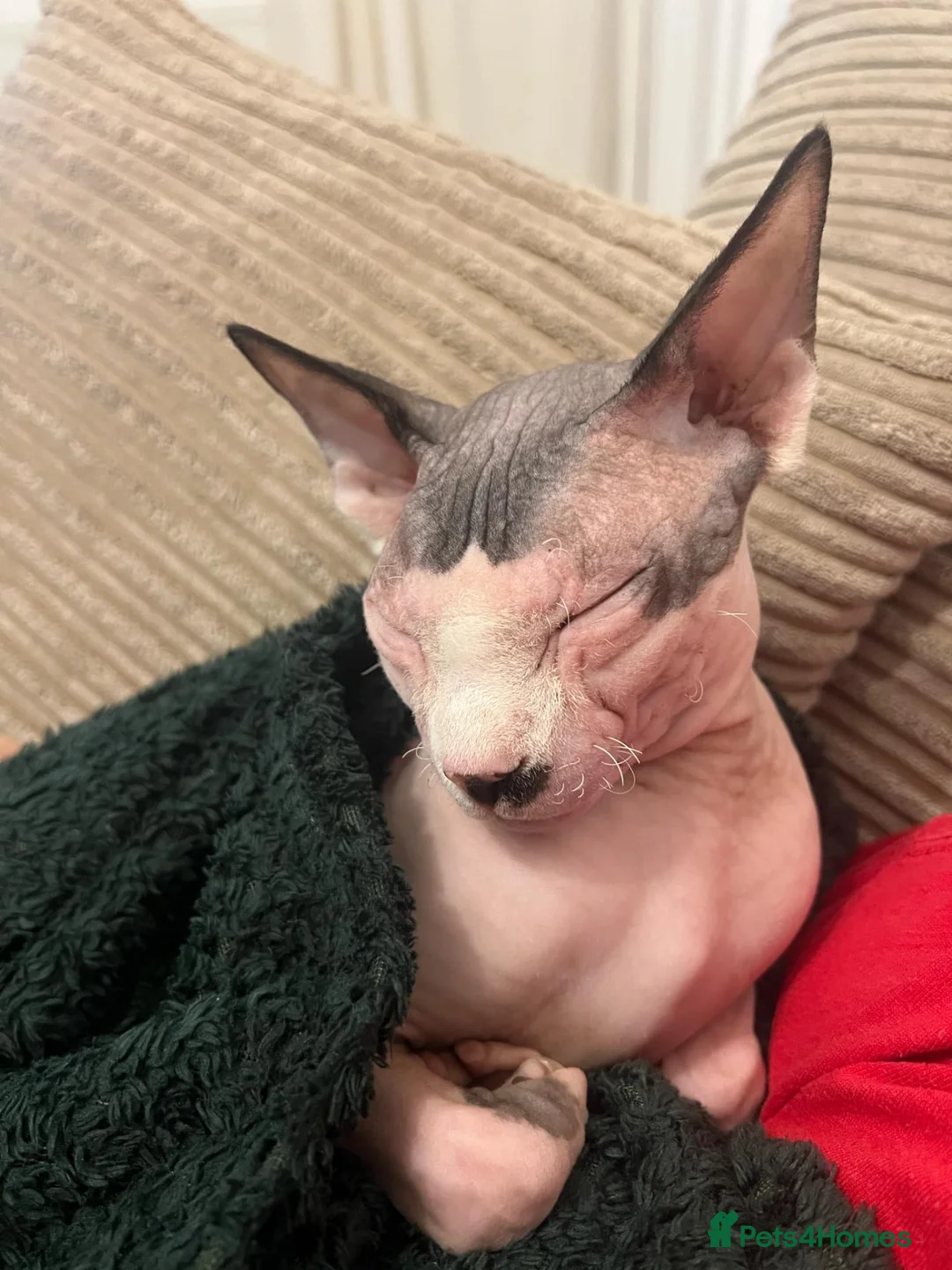 Sphynx cats for sale: 2 year old male Sphynx  - Advert 8