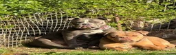 Olde English Bulldogge dogs for sale: Old English Bulldog Puppies – 6 Beautiful Puppies  in Coventry - Advert 14