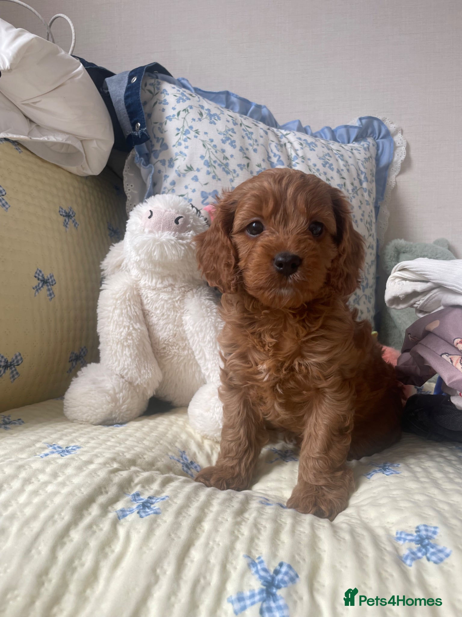 Cavapoo dogs Stunning  Cavapoo puppy  - Advert 4