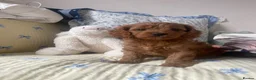 Cavapoo dogs for sale: Stunning  Cavapoo puppy  in Epsom - Advert 15