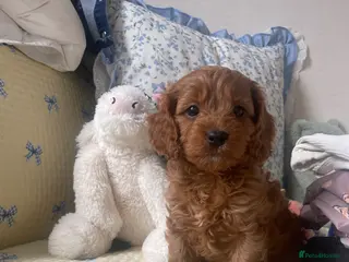Cavapoo dogs Stunning Cavapoo puppy - Advert 5