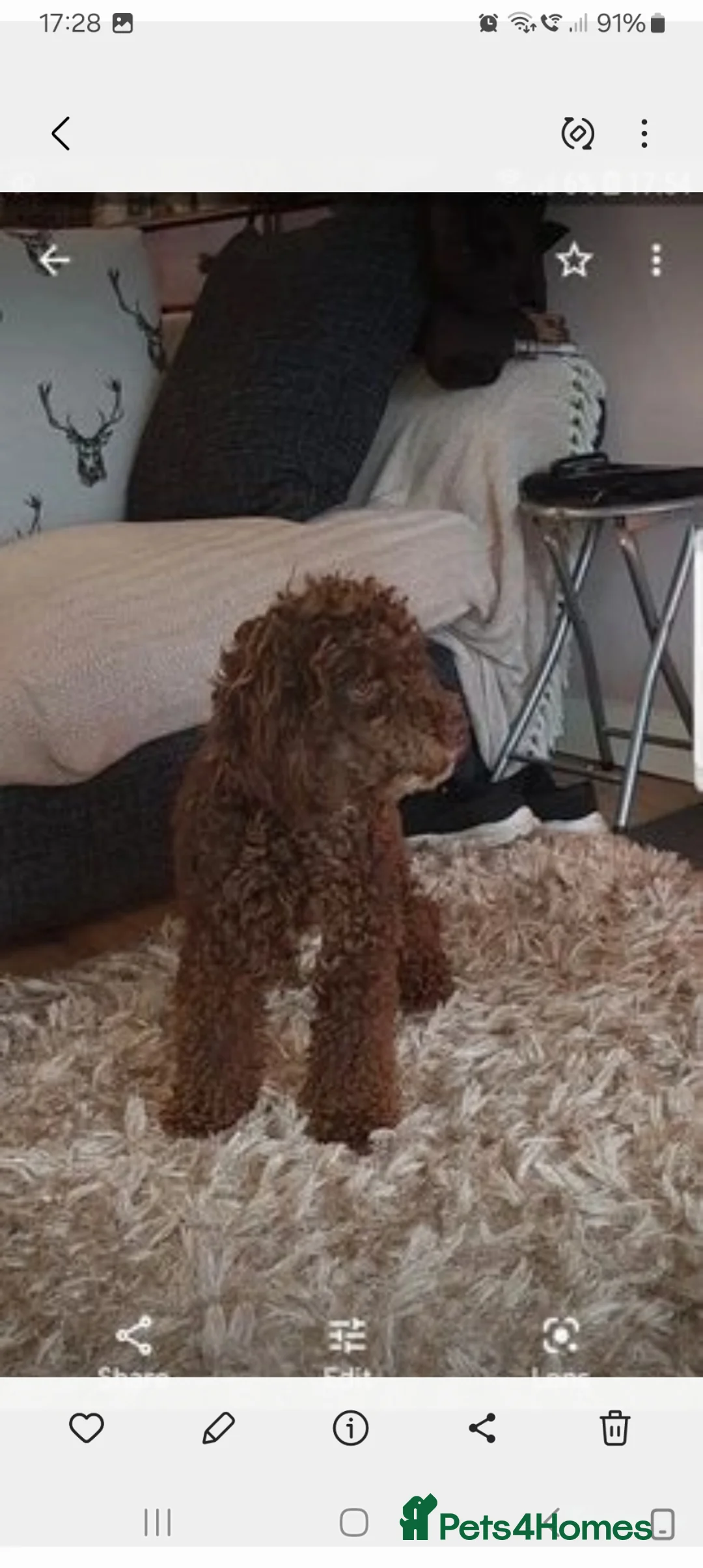 Cockapoo dogs for stud: For stud only - Advert 7