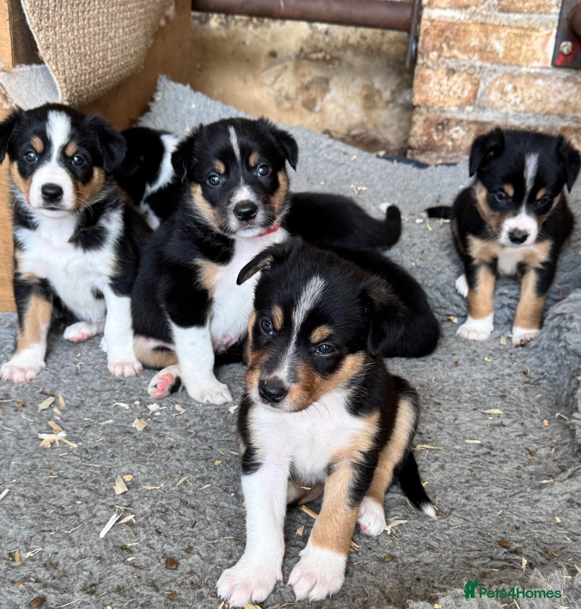 Border Collie dogs 7 tri color short hair collies from working parent - Advert 7