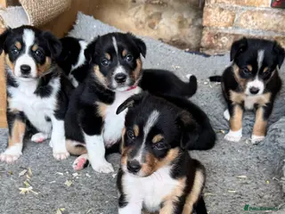 Border Collie dogs 7 tri color short hair collies from working parent - Advert 2