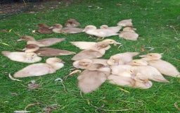 Ducks poultry for sale: Unsexed muscovy ducklings for sale - Image 7