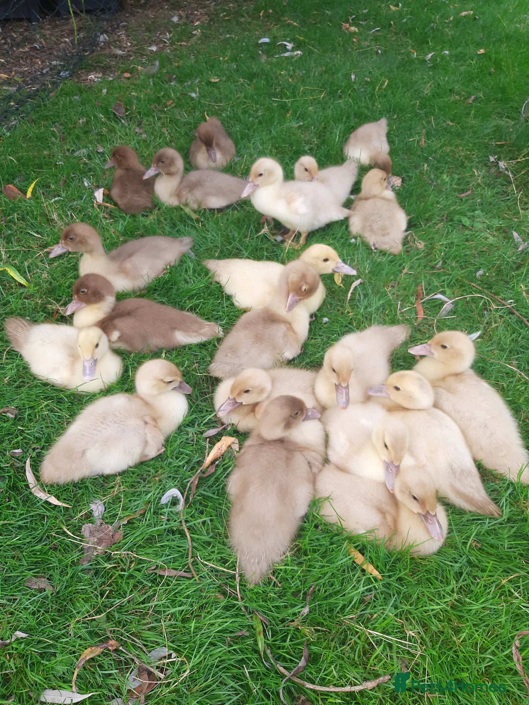 Ducks poultry for sale: Unsexed muscovy ducklings for sale - Image 7
