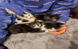 Mixed Breed cats for sale: Cute fluffy kittens black and white boys and girls - Image 1