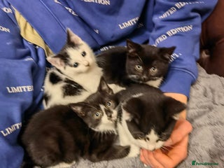 Mixed Breed cats for sale - Advert 1