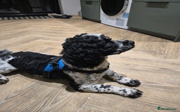 Sproodle dogs for sale: Sproodle 18 months - Image 4