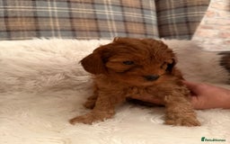 Cavapoo dogs for sale: Beautiful Boy Cavapoo puppies  - Image 6