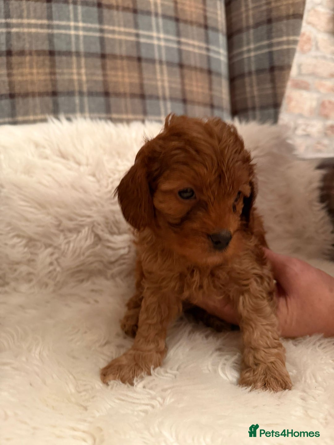 Cavapoo dogs for sale: Beautiful Boy Cavapoo puppies  - Image 6