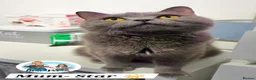 British Shorthair cats for sale: 5 Beautiful British short hair kittens available  - Advert 26