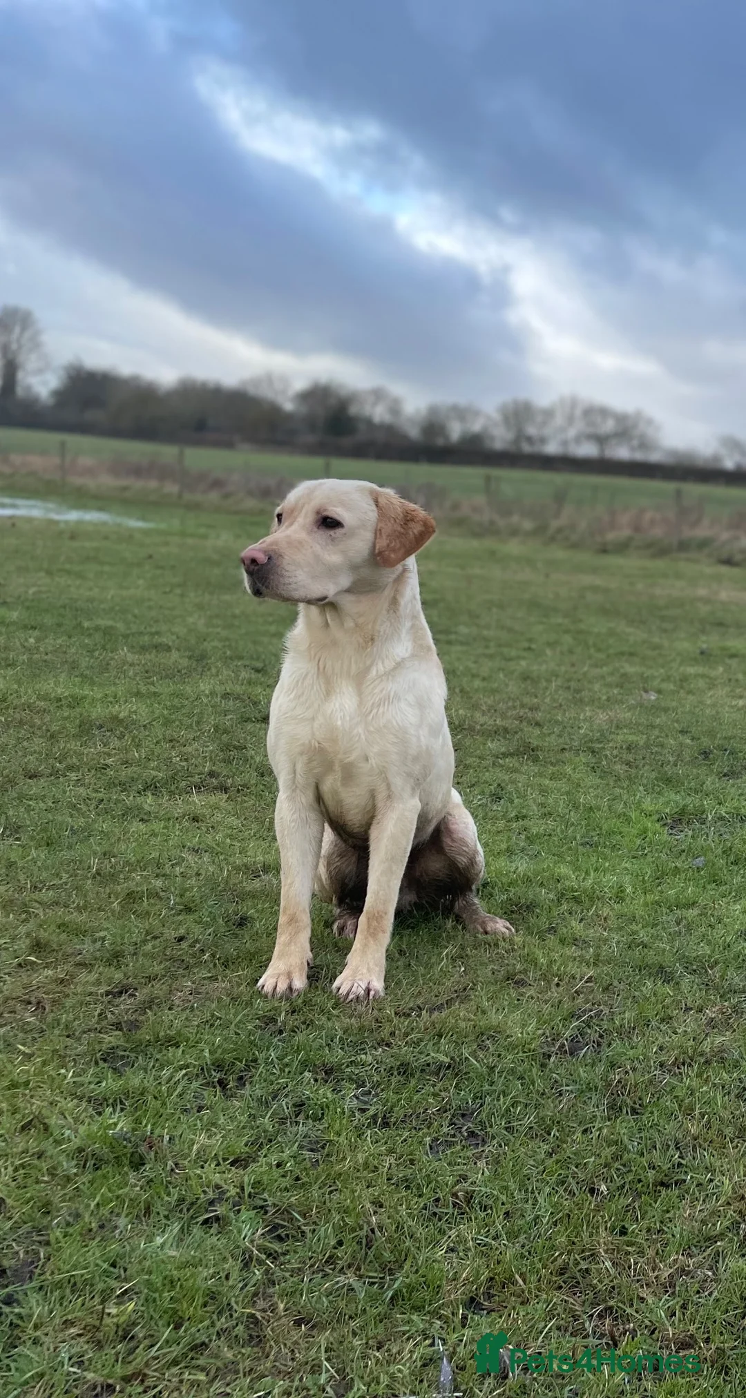 Labrador Retriever dogs for stud: Crimers Steve Rogers. Exceptional Stud Working Dog - Advert 4