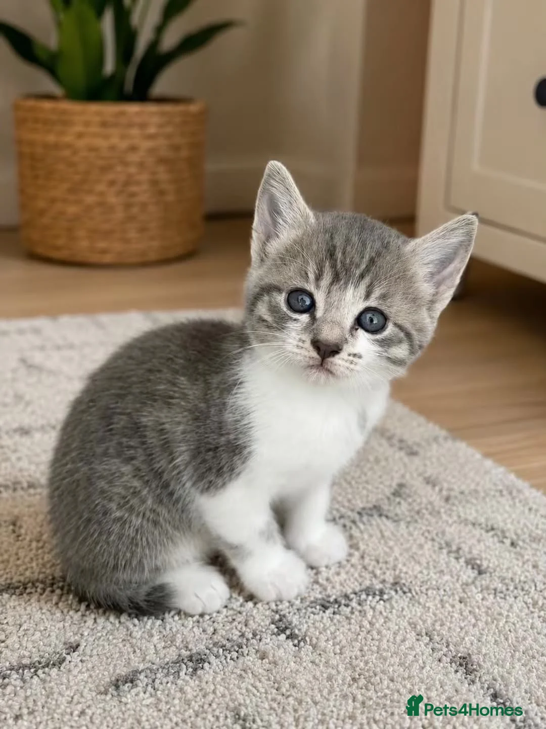 Domestic Shorthair cats for sale: Adorable Kittens Looking for Their Forever Homes  in Harrow - Advert 2