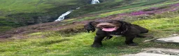 Sprocker dogs for stud: Beautiful chocolate sprocker spaniel for stud! - Advert 8