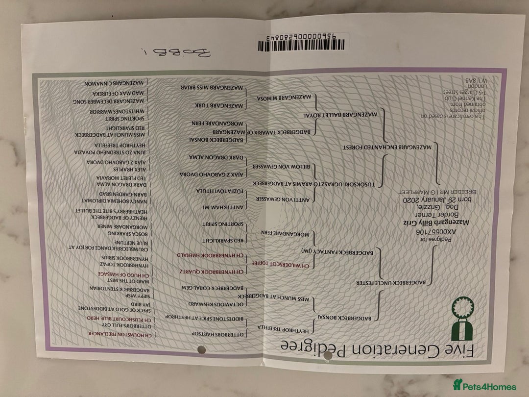 Border Terrier dogs for sale: Border terrier pups  - Advert 10