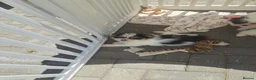 Mixed Breed dogs for sale: BEAUTIFUL POMCHON PUPS  FOR SALE - Advert 3