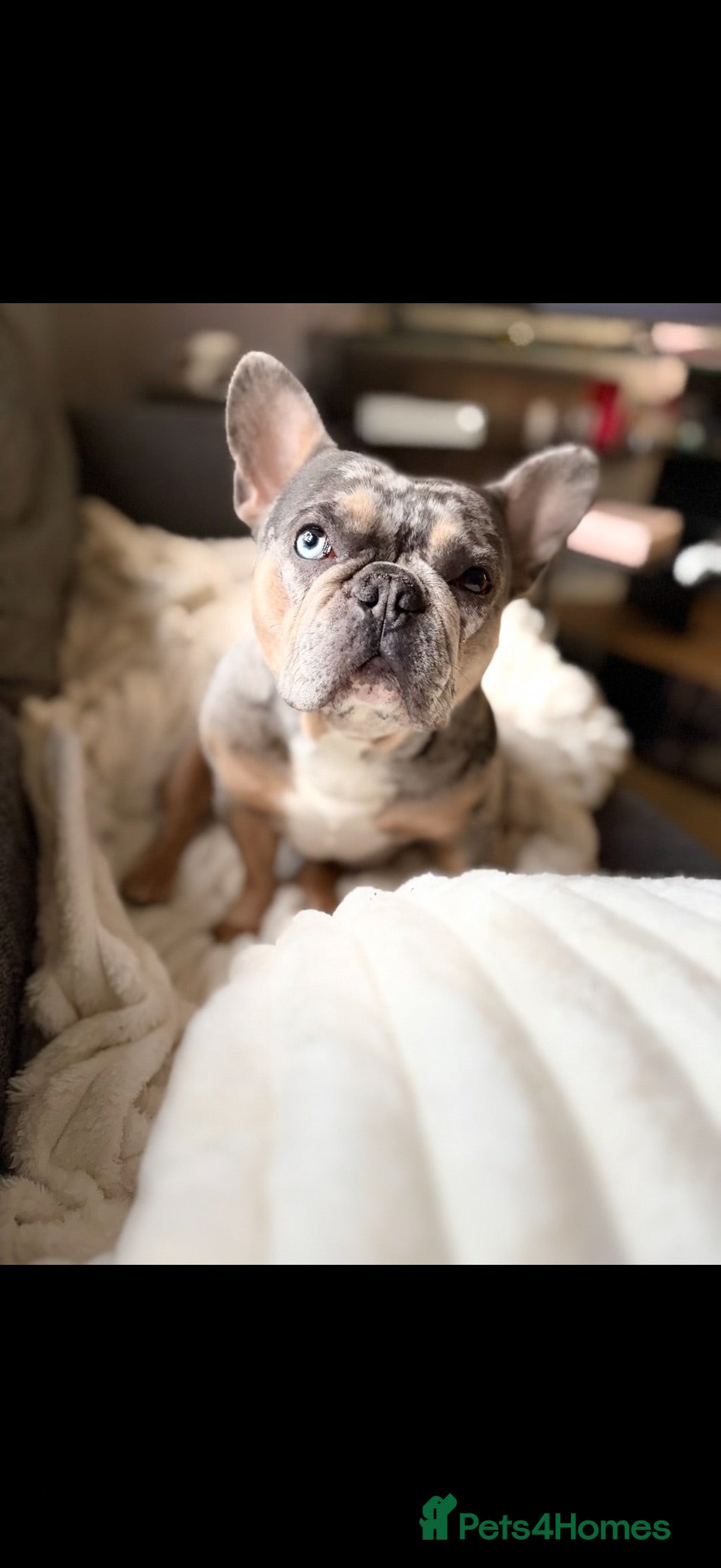 French Bulldog dogs MARVEL💙 - Advert 1