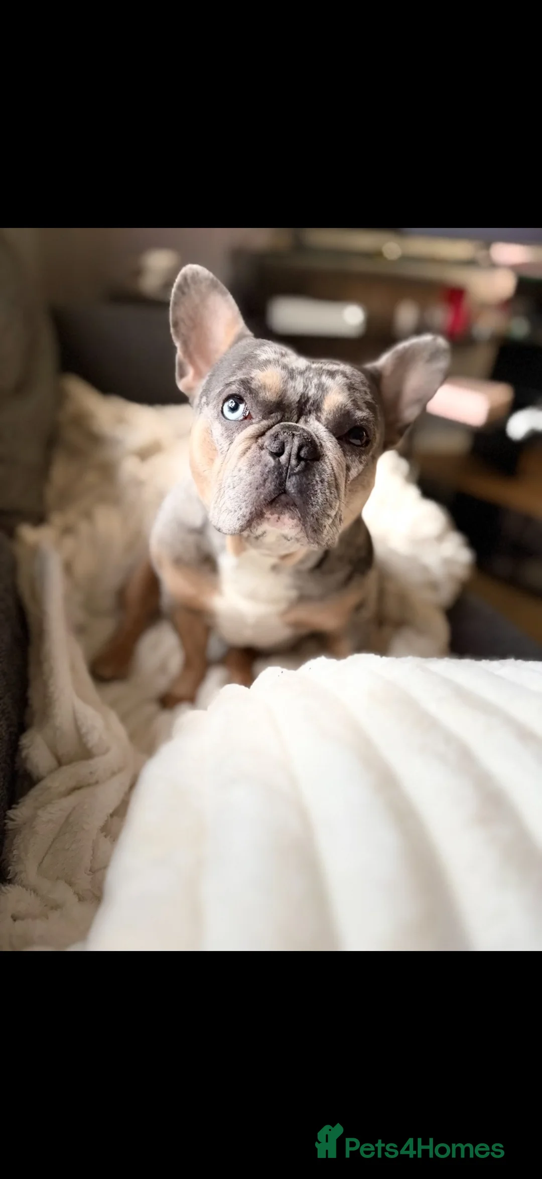 French Bulldog dogs for stud: MARVEL💙 in Manchester - Advert 1