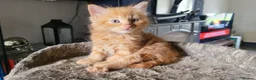 Mixed Breed cats for sale: Mixed breed kittens - Advert 7