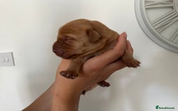 Labrador Retriever dogs for sale: Working Class Fox Red Labs  - Image 12