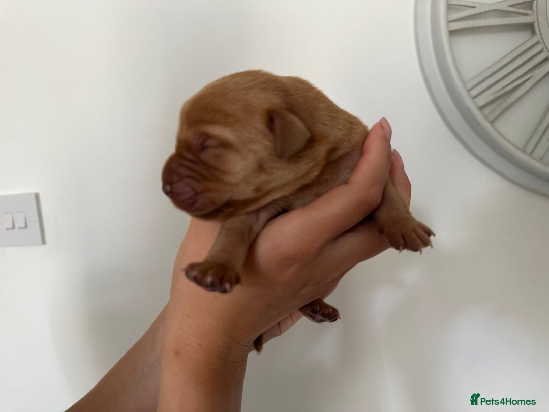 Labrador Retriever dogs for sale: Working Class Fox Red Labs  - Image 12