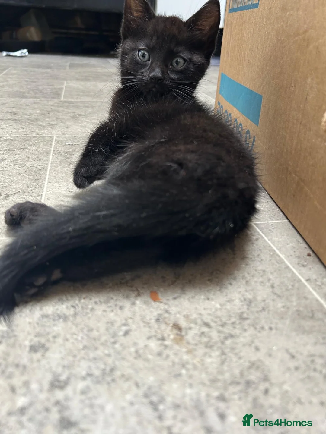 Mixed Breed cats for sale: Kittens  in Bradford - Advert 2