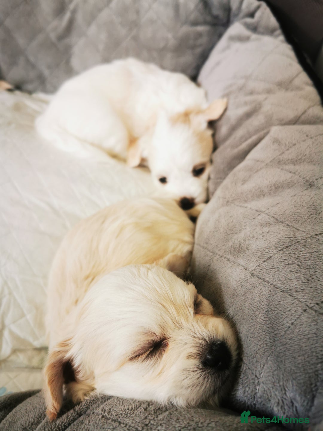 Mixed Breed dogs for sale: Bichon Frisee/Maltese.  - Advert 4