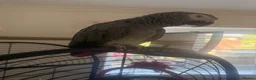 Parrots birds for sale: African grey - Advert 5