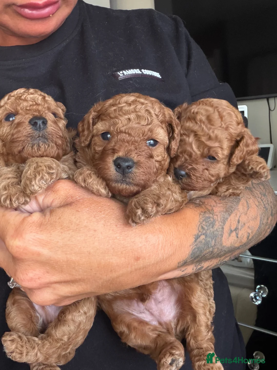 Cavapoo dogs for sale: F1bb Red Toy Cavapoo health tested parents in Doncaster - Advert 5