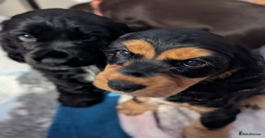 Cocker Spaniel dogs - Advert 9