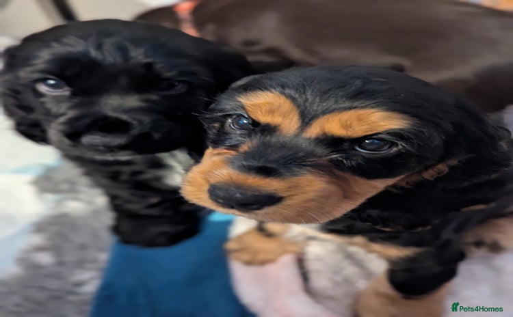 Cocker Spaniel dogs - Advert 1