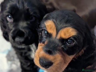 Cocker Spaniel dogs - Advert 20
