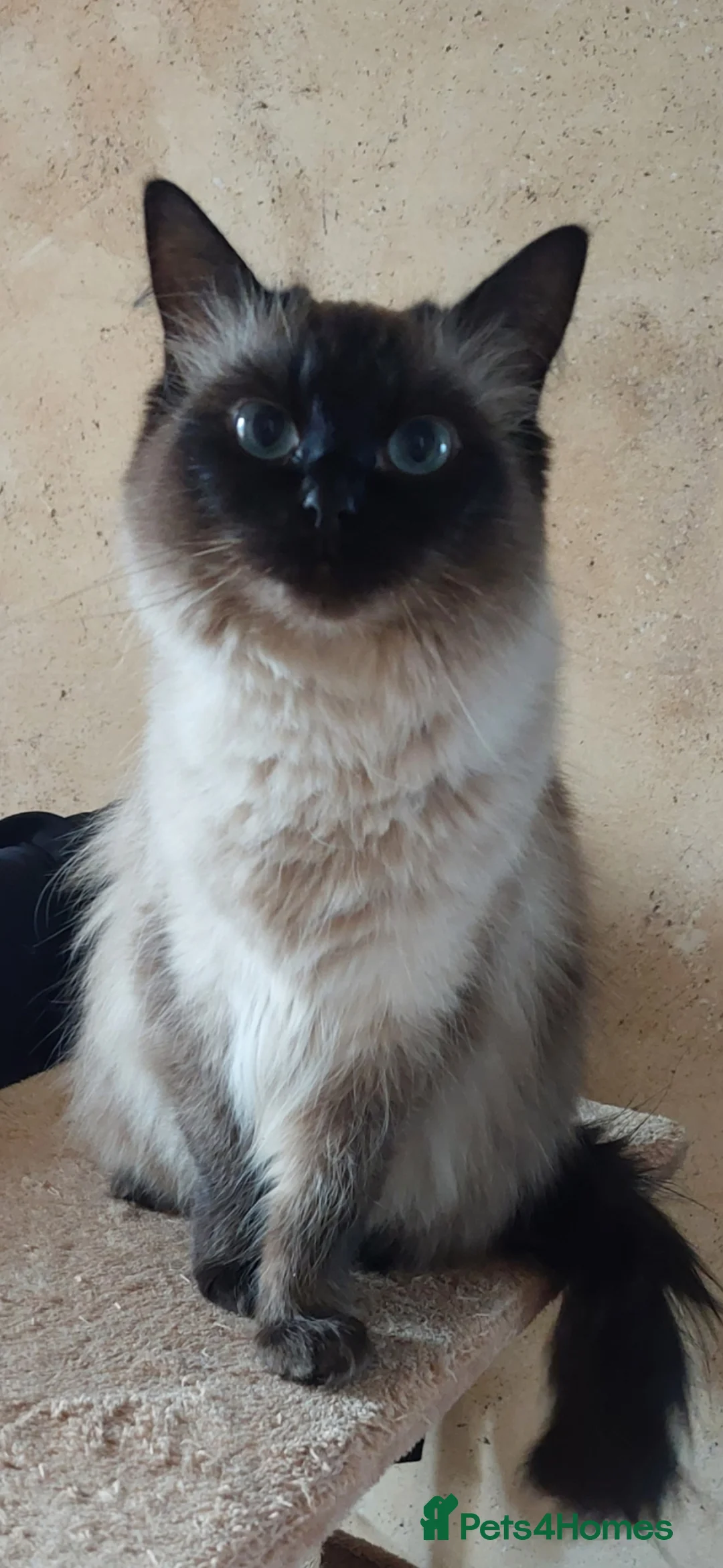 Mixed Breed cats for sale: Kittens   - Advert 1
