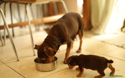 Jack Russell dogs for sale: Beautiful Jack Russell Puppies for sale - Image 15