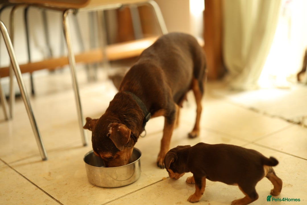 Jack Russell dogs for sale: Beautiful Jack Russell Puppies for sale - Image 15