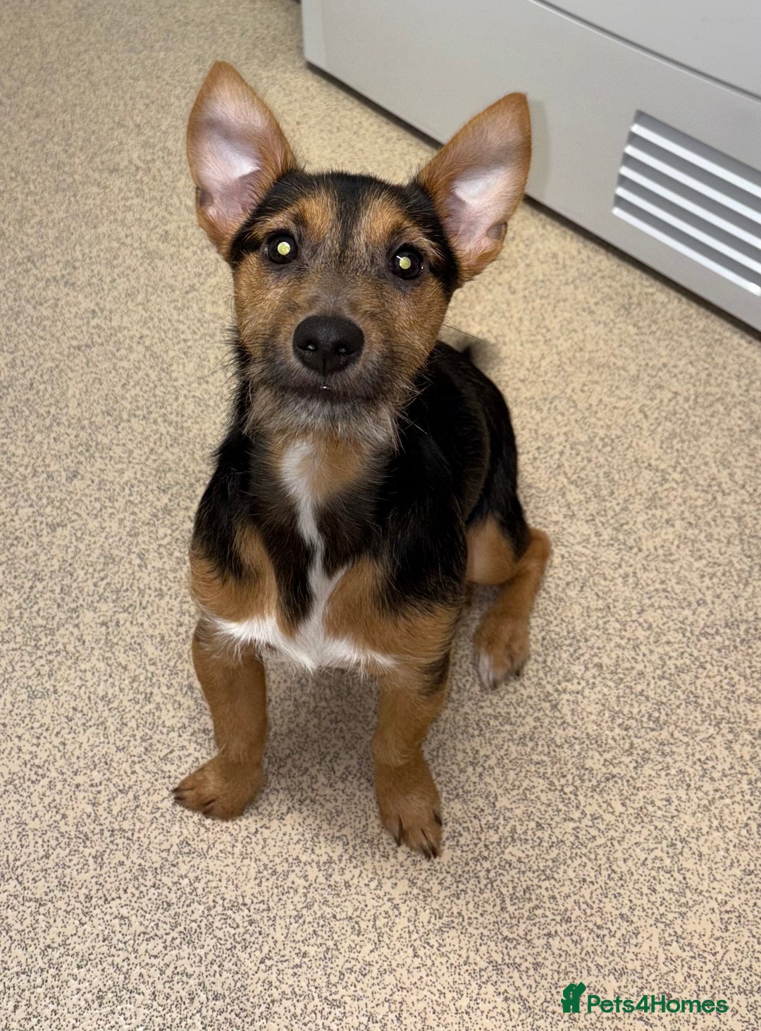 Jack Russell dogs for sale: Jack Russell boy  - Advert 1