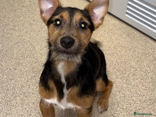 Jack Russell dogs Jack Russell boy - Advert 1