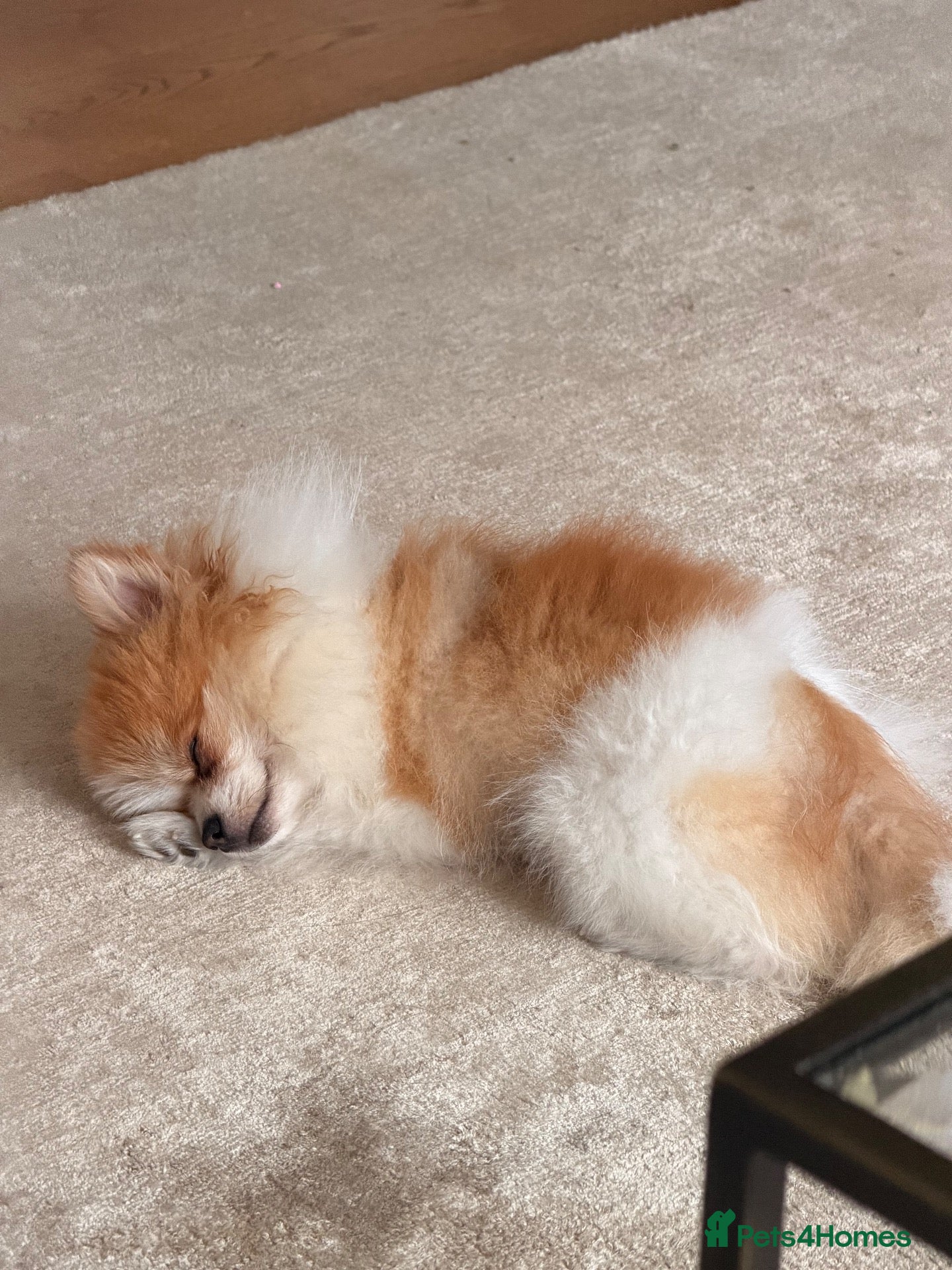 Pomeranian dogs for sale:  **  male  - Advert 9