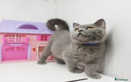 British Shorthair cats for sale: Blue British Shorthair Kittens - Advert 10