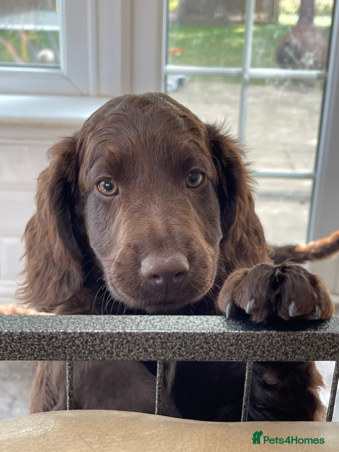 Australian Labradoodle dogs for sale: Pure Australian Labradoodles - READY TO LEAVE  - Image 26