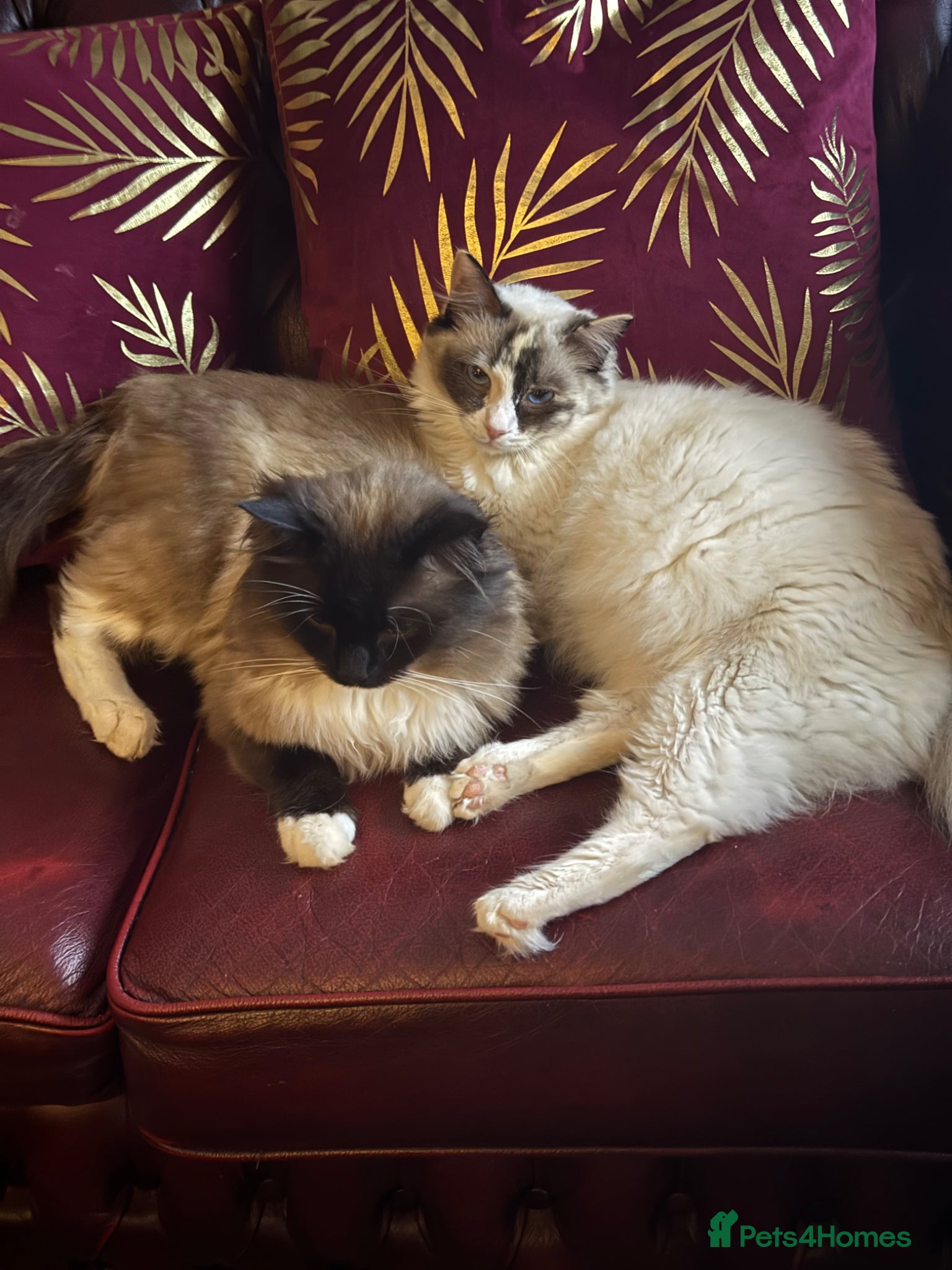 Ragdoll cats Pure Ragdoll kittens - Advert 2