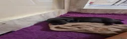 Labrador Retriever dogs for sale: Ready to leave! black KC Labrador Puppies - Advert 26